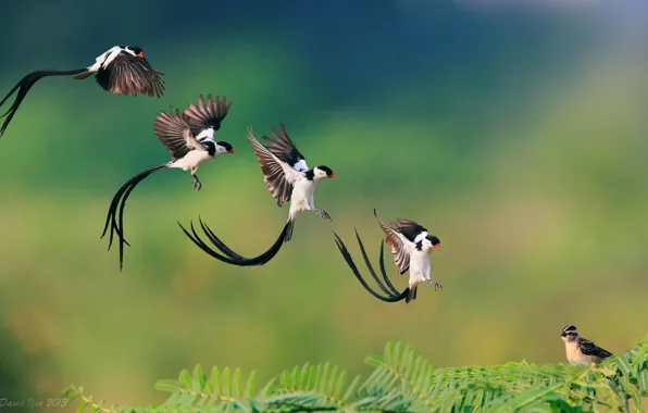 Picture bird, branch, flight, landing, Pin-tailed Whydah