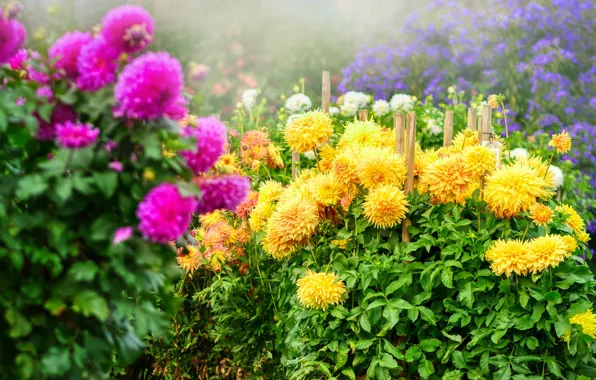 Summer, garden, the bushes, dahlias