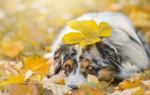 Picture autumn, face, foliage, leaf, dog, lies, look., shepherd