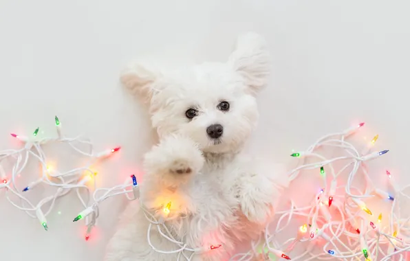 Picture white, look, pose, new year, legs, dog, lights, Christmas