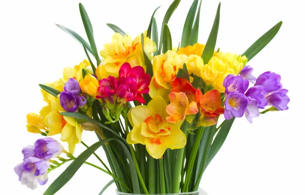 Colorful, flowers, daffodils, spring, bouquet