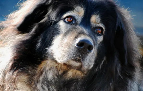 Picture face, portrait, dog, Tibetan Mastiff