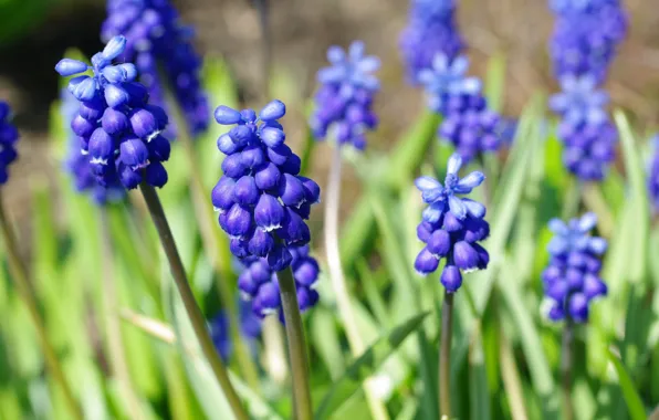 Macro, flowers, nature, beauty, plants, spring, may, blue color
