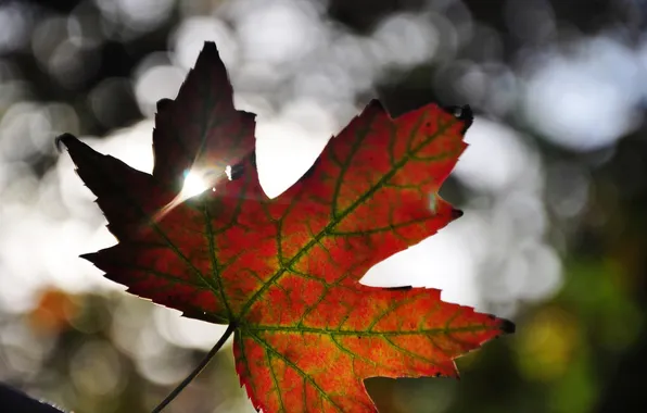 Picture autumn, light, sheet, maple