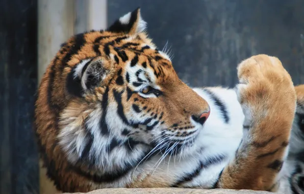 Cat, tiger, paw, profile, Amur