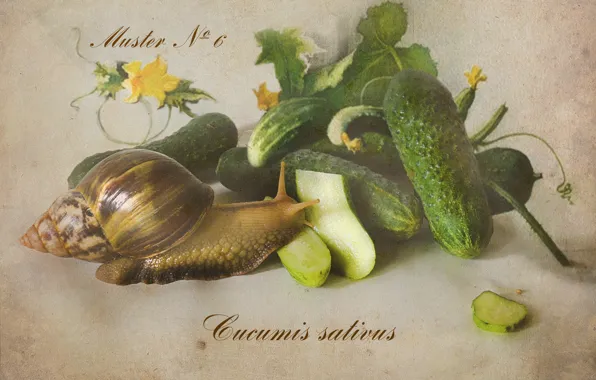 Snail, vegetables, cucumbers, botany, Achatina, Botanical album, the watercolor drawing