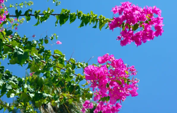 Picture the sky, leaves, trees, flowers
