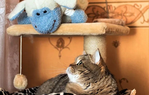 Cat, cat, look, face, pose, grey, room, wall