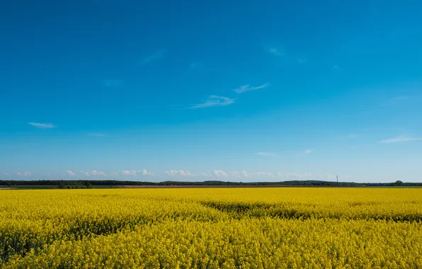 Clear sky, sky, field, landscape, nature, yellow, clouds, spring