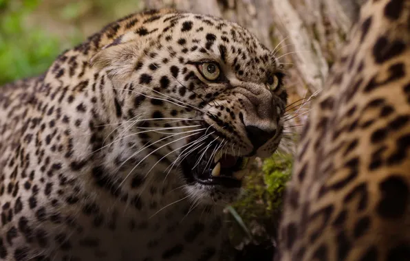 Look, face, portrait, mouth, leopard, grin, evil, aggression
