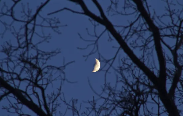 The sky, trees, branches, nature, the moon, spring, the evening, twilight