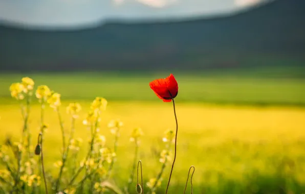 Field, flower, summer, flowers, mountains, red, glade, Mac