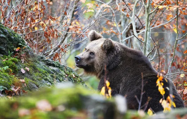 Autumn, face, branches, nature, foliage, bear
