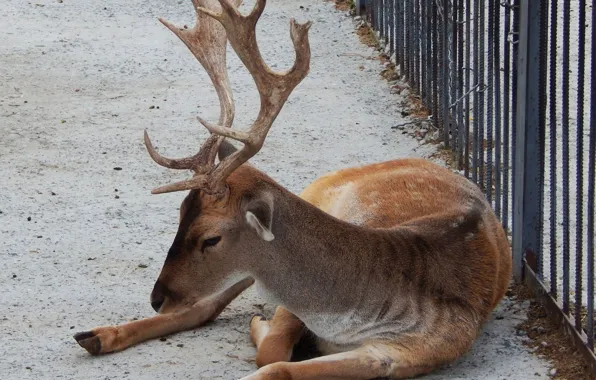 Deer, resting, zoo