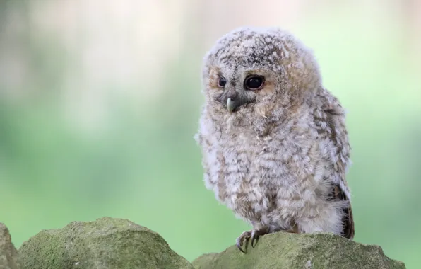 Look, stones, background, owl, bird, portrait, chick, owlet