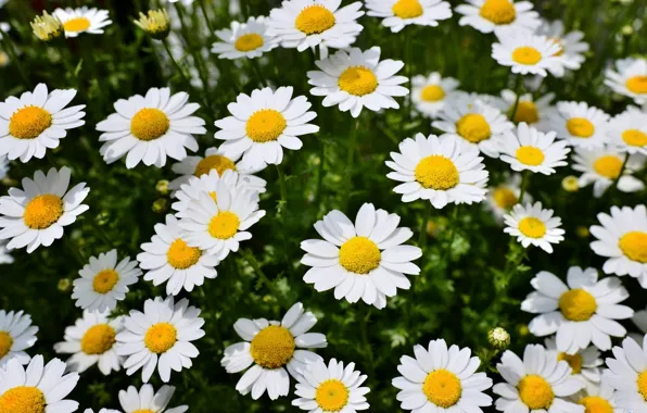 Picture chamomile, spring, meadow