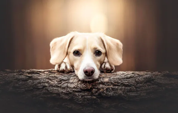 Portrait, dog, puppy, log, face, bokeh