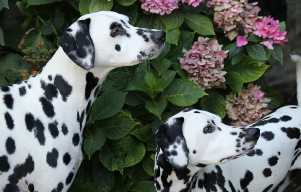 Dogs, Dalmatians, hydrangea