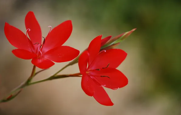 Flowers, nature, plant, petals