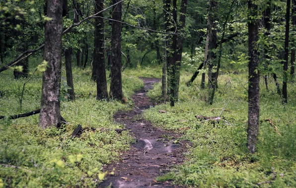 Forest, trees, nature, path