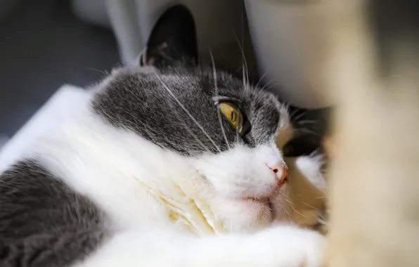 Cat, cat, look, face, pose, grey, lies, Kote