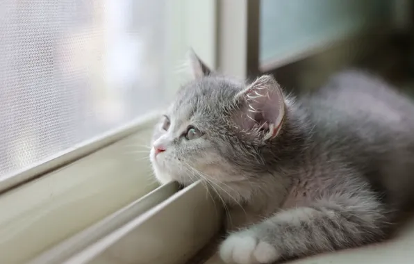 Picture fluffy, sill, kitty, looking out the window