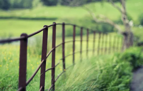 Greens, macro, nature, Wallpaper, the fence, blur, the fence, wallpaper