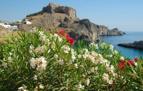 Picture sea, flowers, the city, rocks