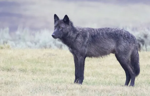 Nature, face, animal, wolf, wildlife, head, fur, mammal