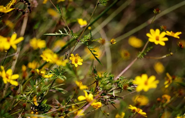 Picture field, grass, flowers, garden, stem, meadow