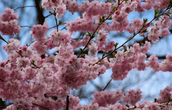 Spring, pink flowers, bloom