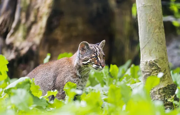 Cat, ©Tambako The Jaguar, Golden cat, tamminga