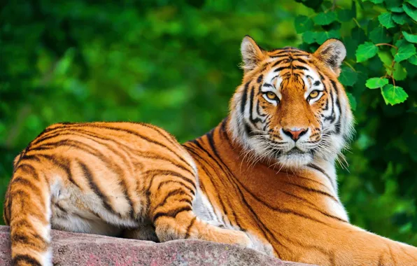 Picture look, face, tiger, foliage, stone, lies, posing, a large striped cat