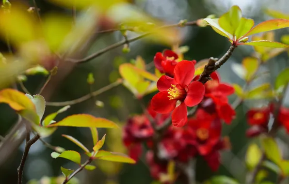 Picture leaves, flowers, branches, red, spring, flowering, the bushes, bokeh