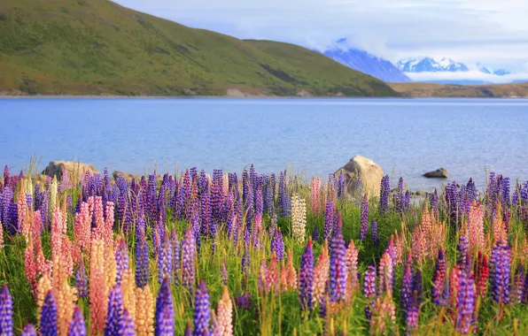 Field, summer, clouds, flowers, mountains, lake, hills, shore