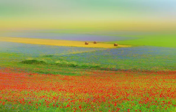 Field, flowers, Maki, hay, Italy, bales