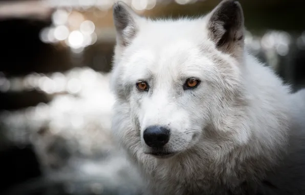 White, glare, wolf, polar