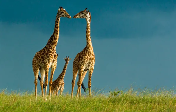 The sky, giraffes, wildlife