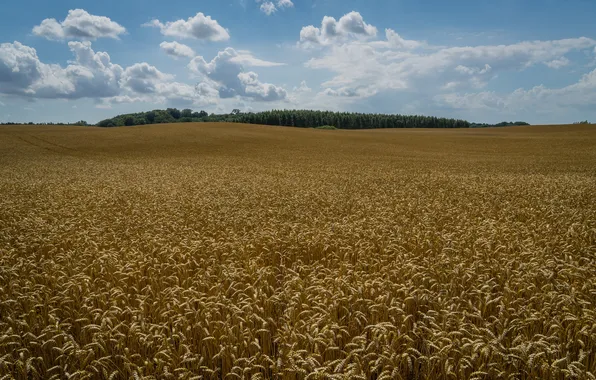 Wheat, field, ears, Sweden, Sweden, Klågerup