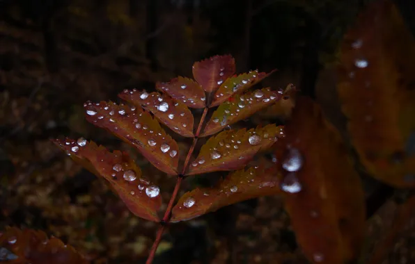 Picture nature, sheet, Rosa