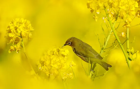 Light, flowers, bird, spring, yellow, yellow background, bokeh, rape