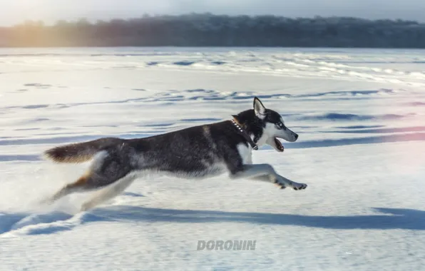 Winter, snow, jump, dog, running, husky, photographer, Denis Doronin