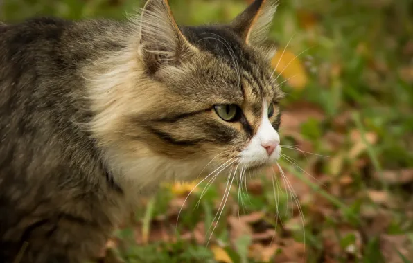 Picture cat, look, muzzle, profile, Kote, kotofeich, Dmitry Suslov