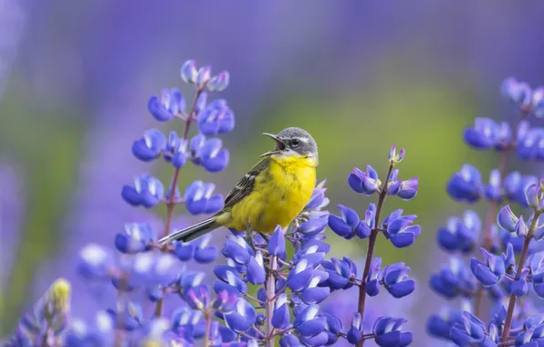 Flowers, bird, blur, lupins, Galina Novinskaya, Wagtail