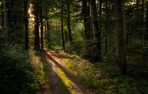 Picture forest, Germany, track, sunlight, Kräherwald