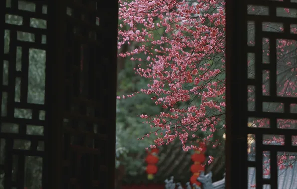 Spring, China, flowering, peach, the view from the window