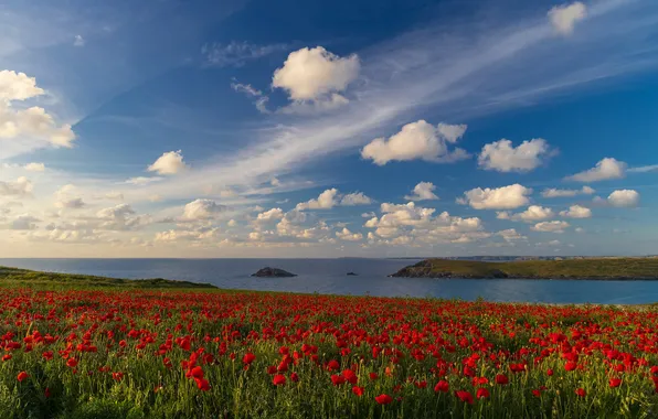 Summer, the sky, clouds, flowers, blue, shore, Maki, dal