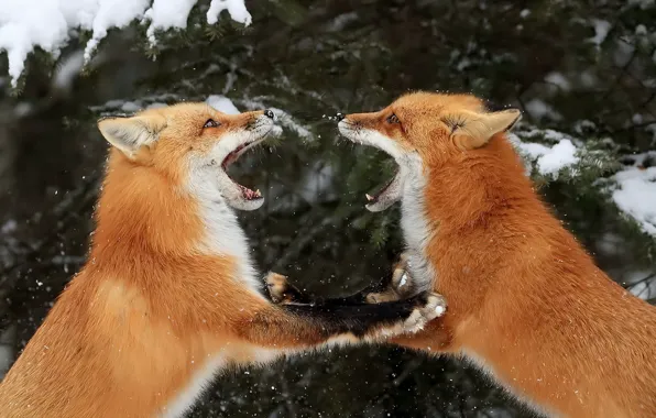 Winter, nature, Fox