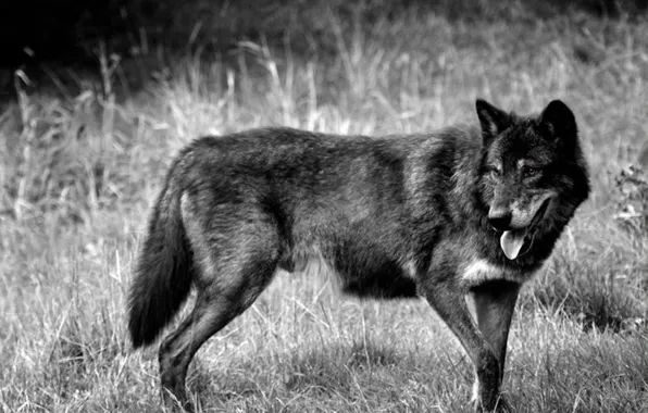 Nature, predator, animal, wolf, wildlife, portrait, portrait., Canis lupus. face