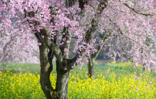 Park, tree, spring, garden, Sakura, flowering